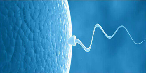 Reproductive Medicine