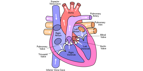 Aortic/ Mitral Valve Replacement Surgery