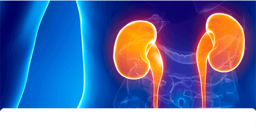 Renal Sciences