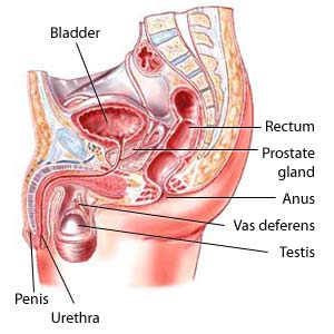 Prostatectomy and Treatment of Prostrate Disease